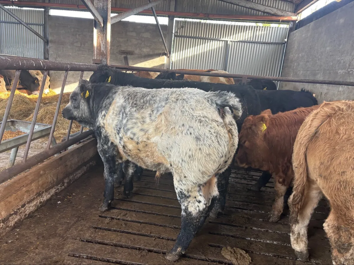 Bull weanlings Drumshanbo mart November 7th - Image 2