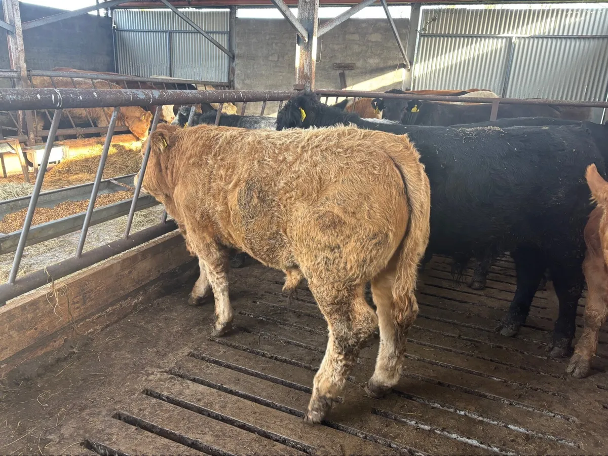 Bull weanlings Drumshanbo mart November 7th - Image 3