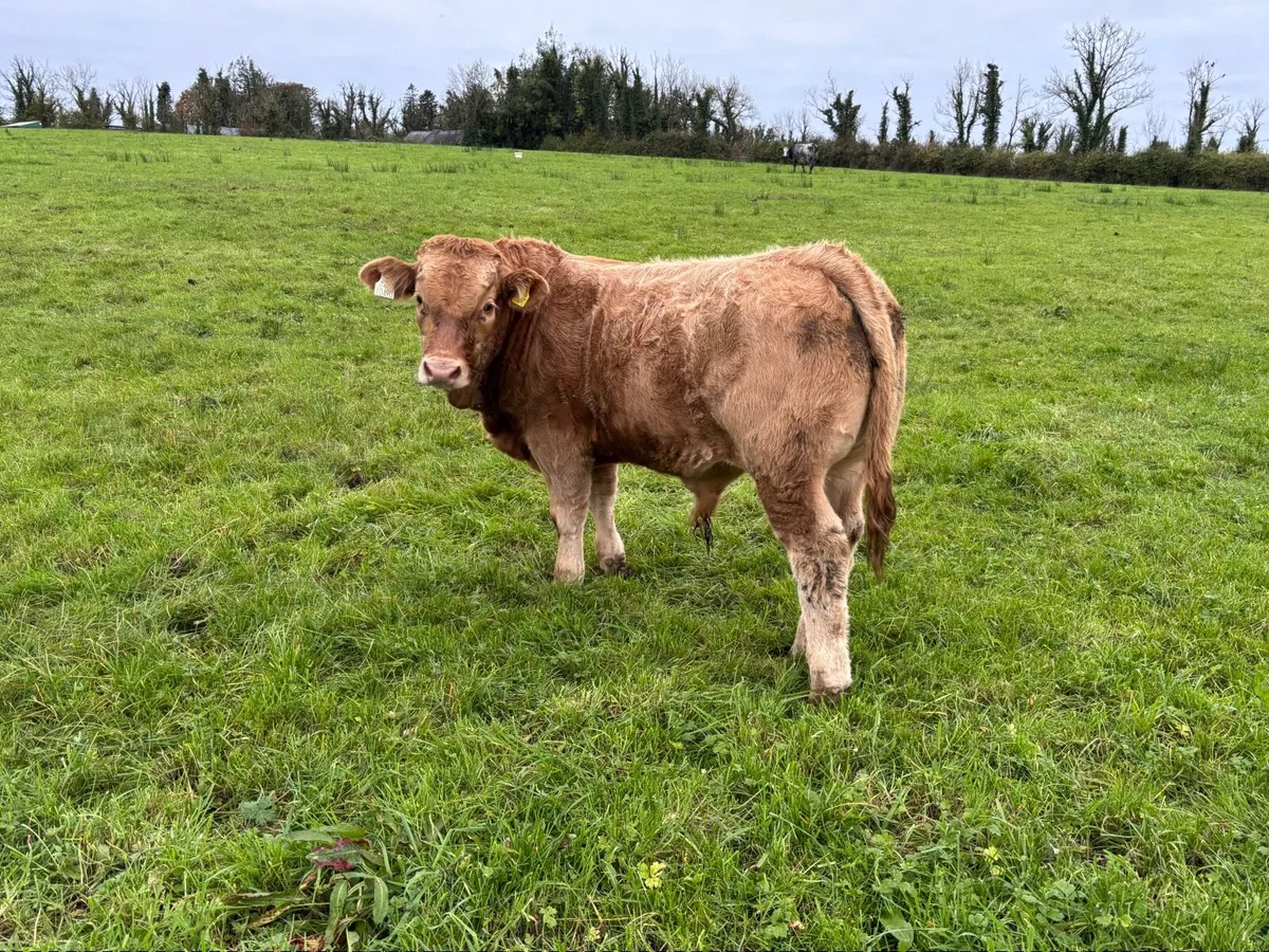 Bull weanlings Drumshanbo mart November 7th - Image 4