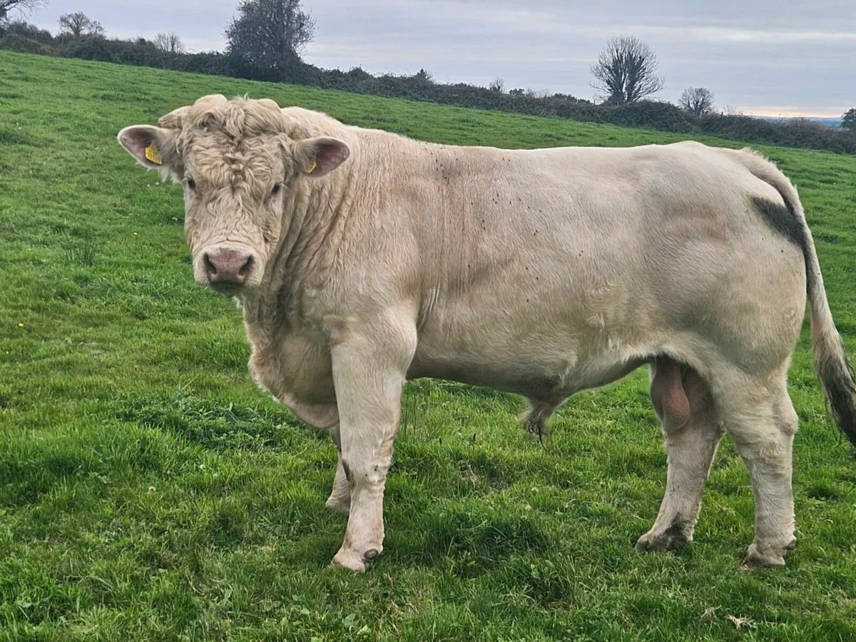 Cavelands Fenia Easy calving 5.5% Purebred ch bull - Image 3