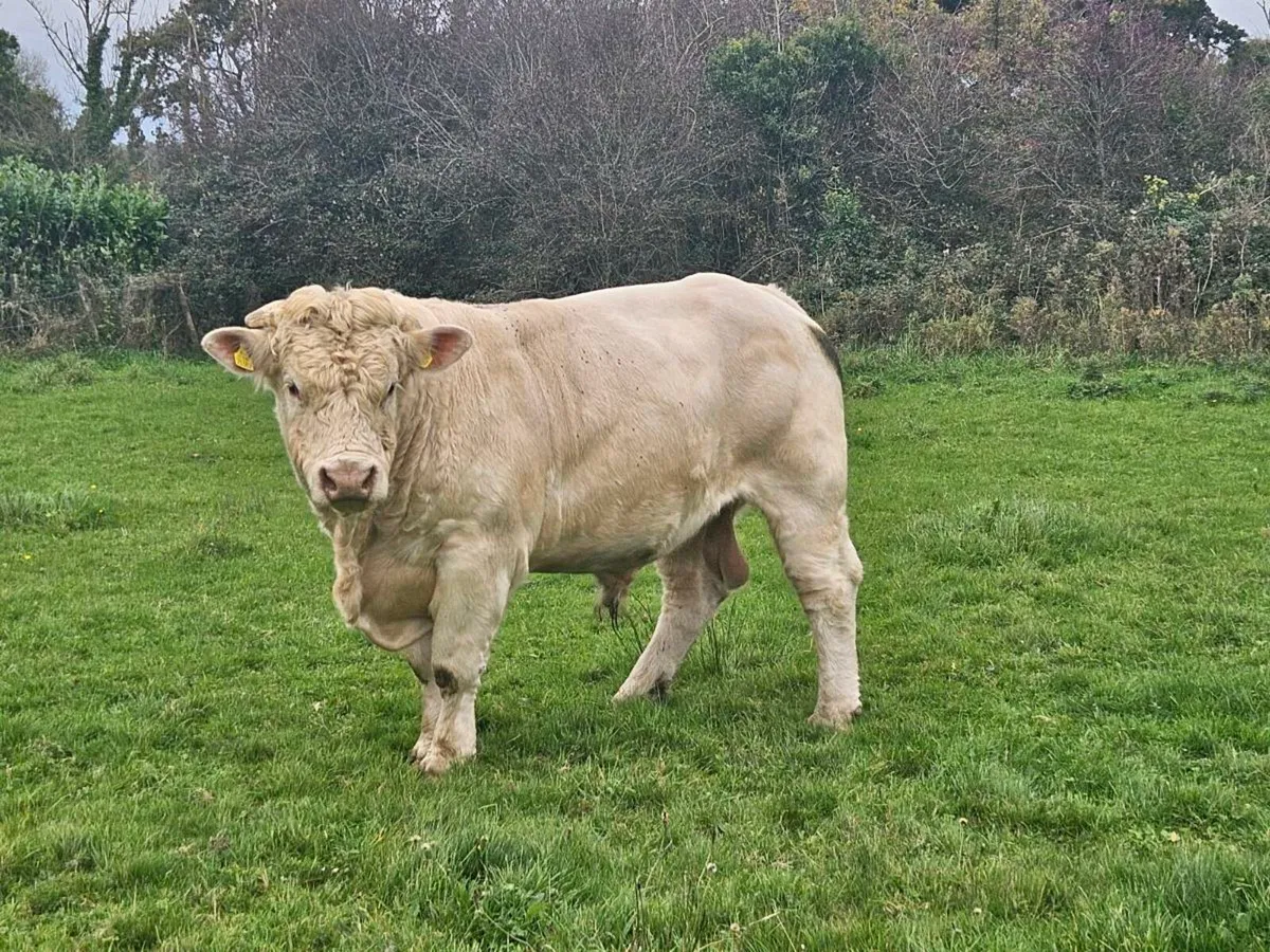 Cavelands Fenia Easy calving 5.5% Purebred ch bull - Image 4