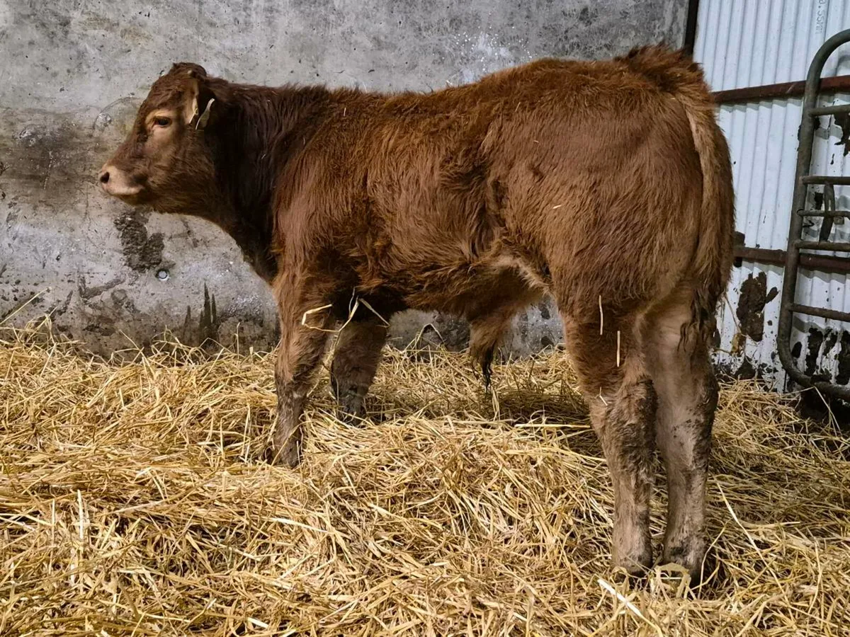 10 Super Bull Weanlings - Image 1