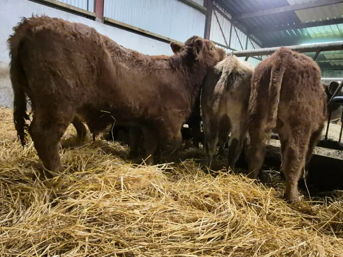 10 Super Bull Weanlings - Image 2