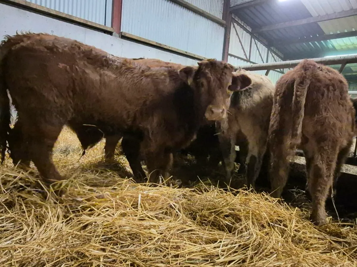 10 Super Bull Weanlings - Image 3