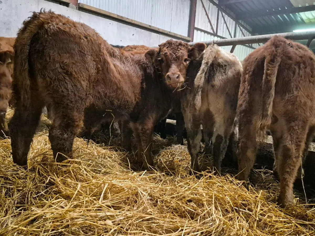 10 Super Bull Weanlings - Image 4