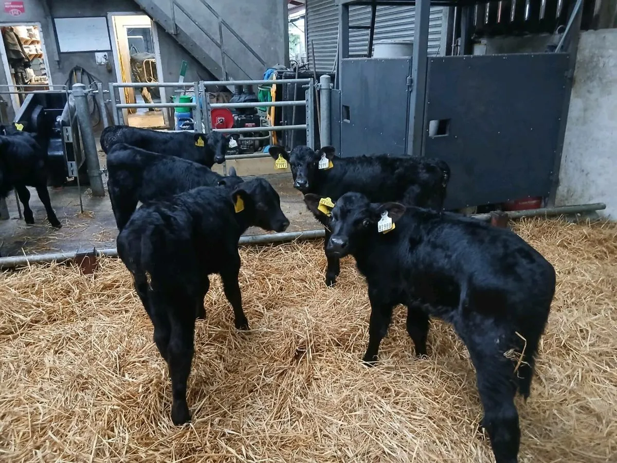 6 Full Symbol Organic Angus Calves