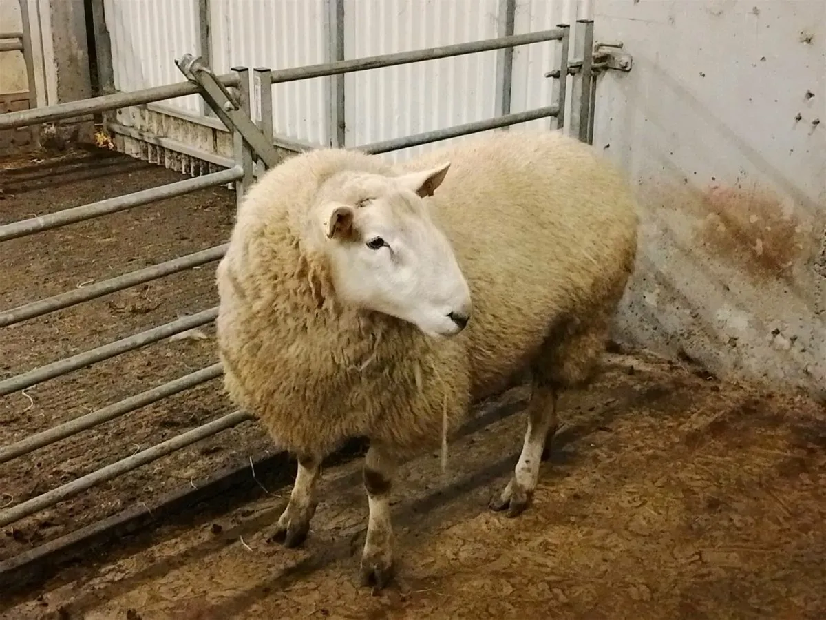 Wicklow Cheviot ram - Image 1