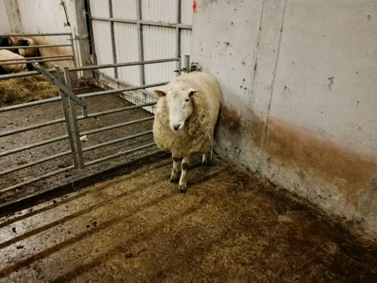 Wicklow Cheviot ram - Image 2