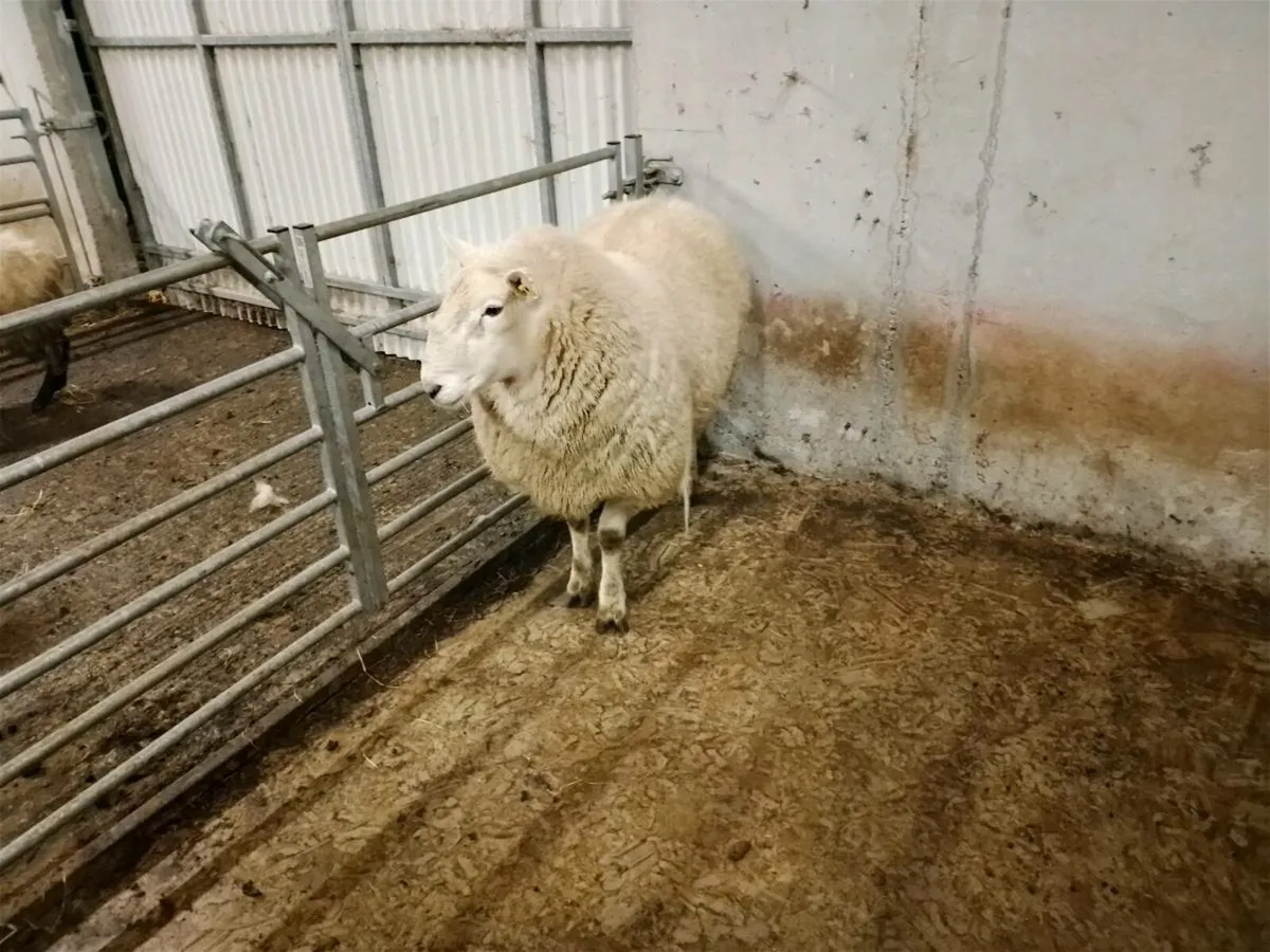 Wicklow Cheviot ram - Image 3