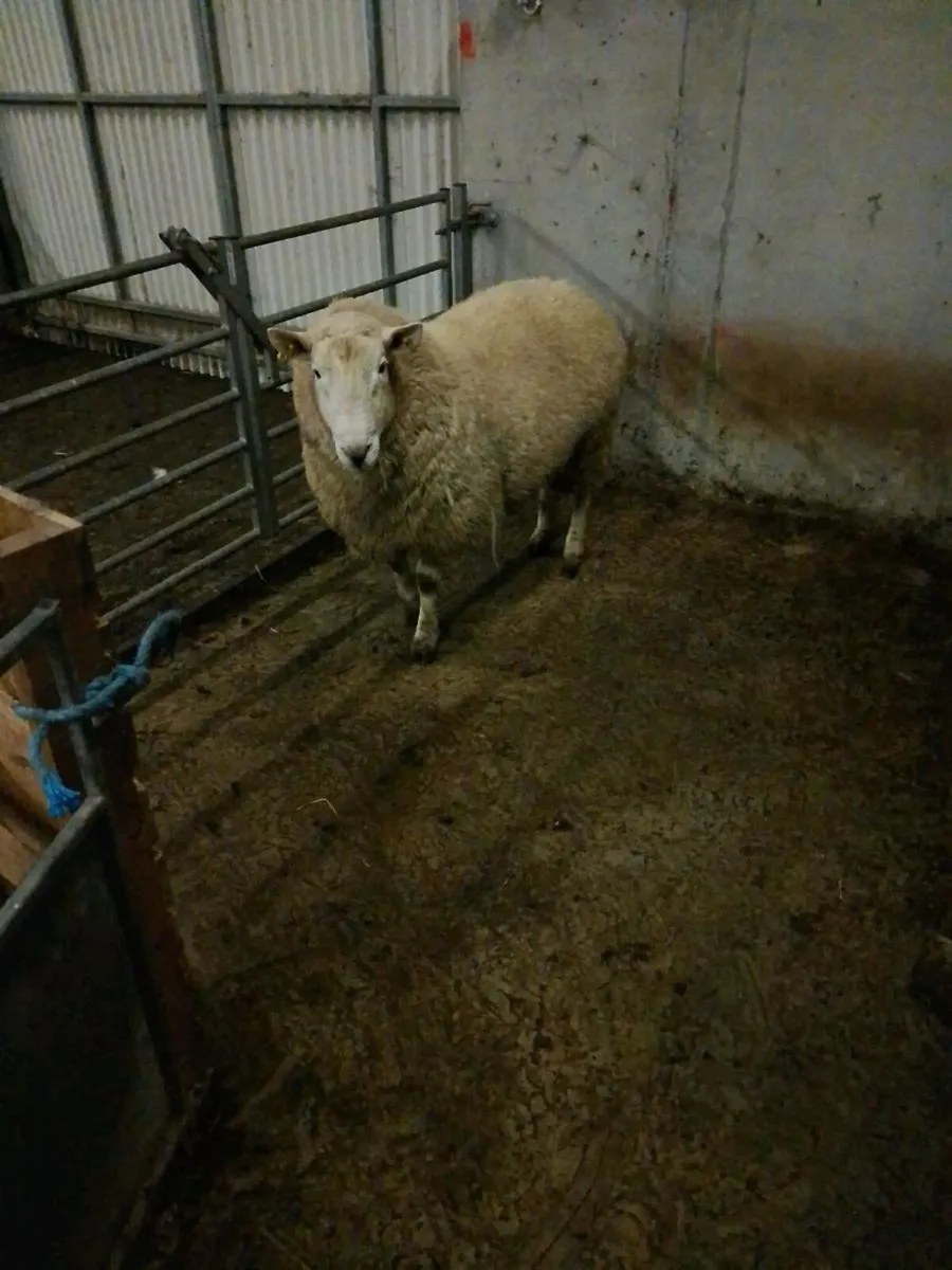 Wicklow Cheviot ram - Image 4
