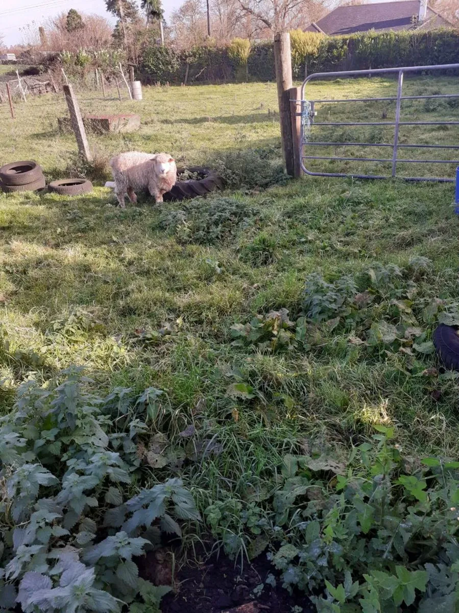 PB Galway Ram lamb SIS Approved - Image 1