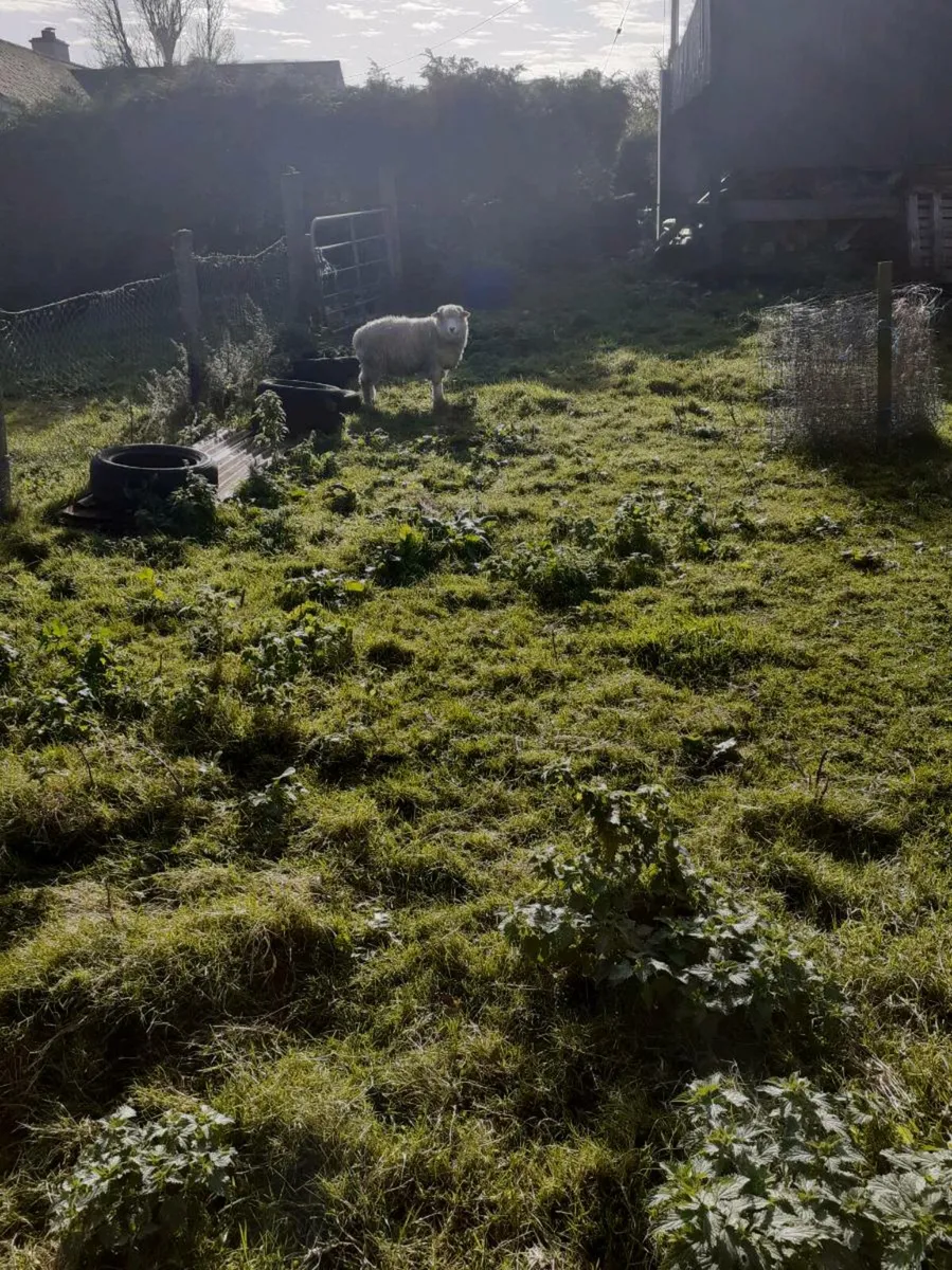 PB Galway Ram lamb SIS Approved - Image 2