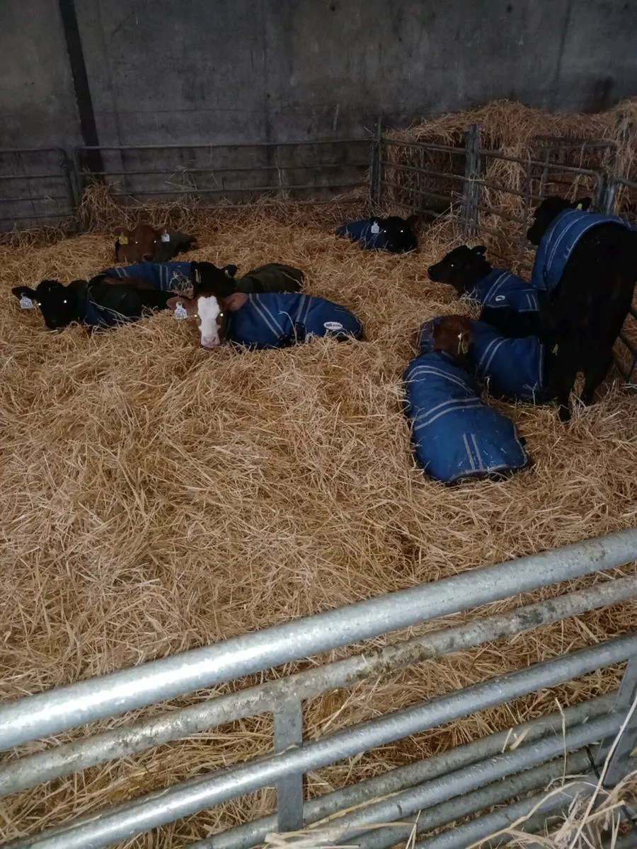 calves - Image 4