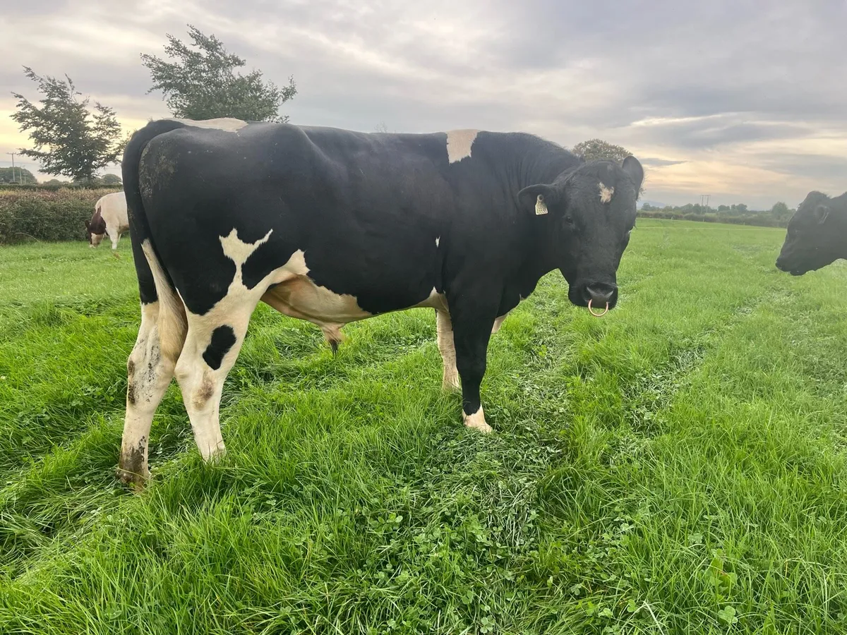 Bull - Image 4