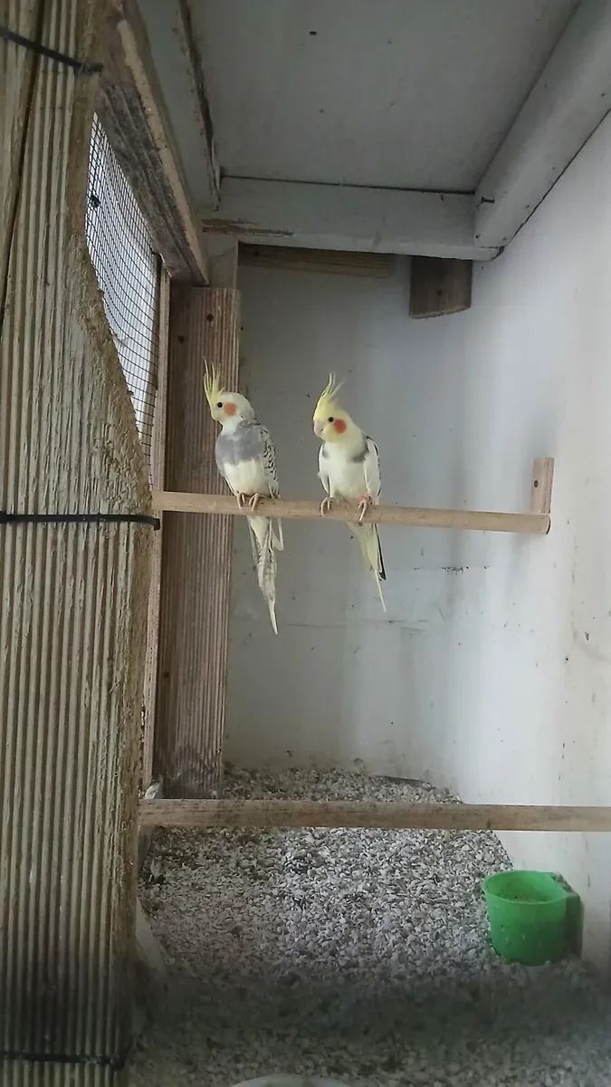 Male cockatiels - Image 1