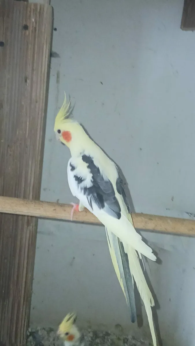 Male cockatiels - Image 2