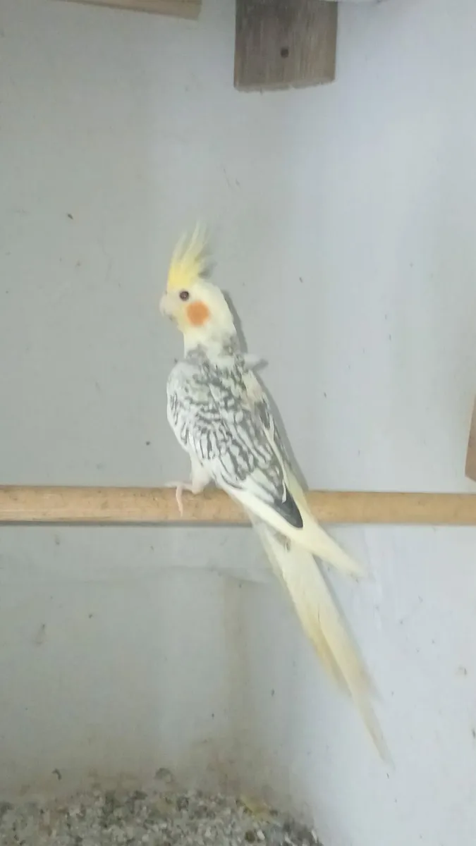 Male cockatiels - Image 3