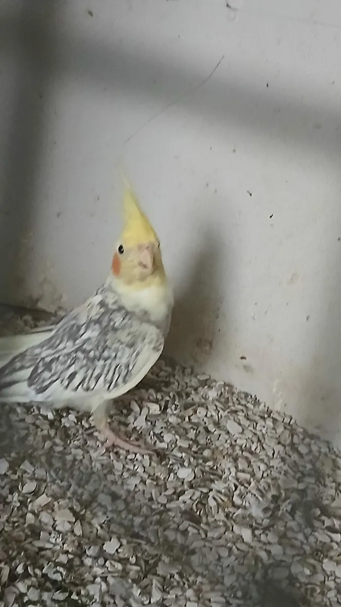Male cockatiels - Image 4