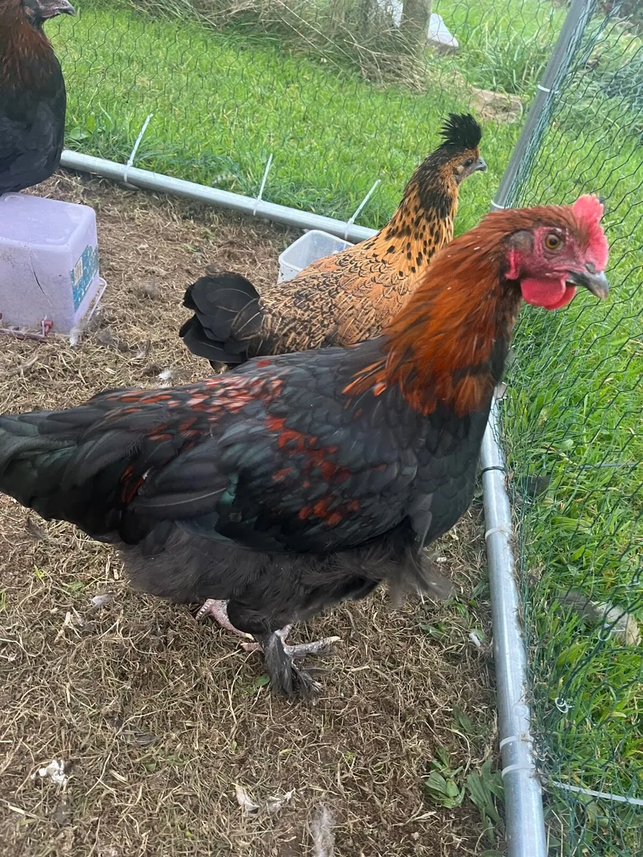 Rooster - Image 1