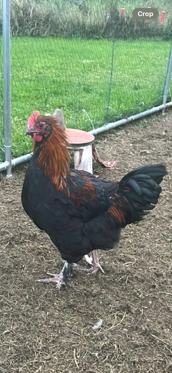 Rooster - Image 2
