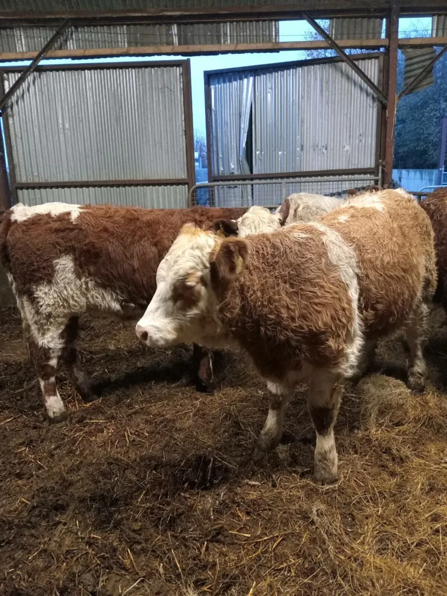 4 super simmental -roan heifers (COW MAKERS) - Image 1