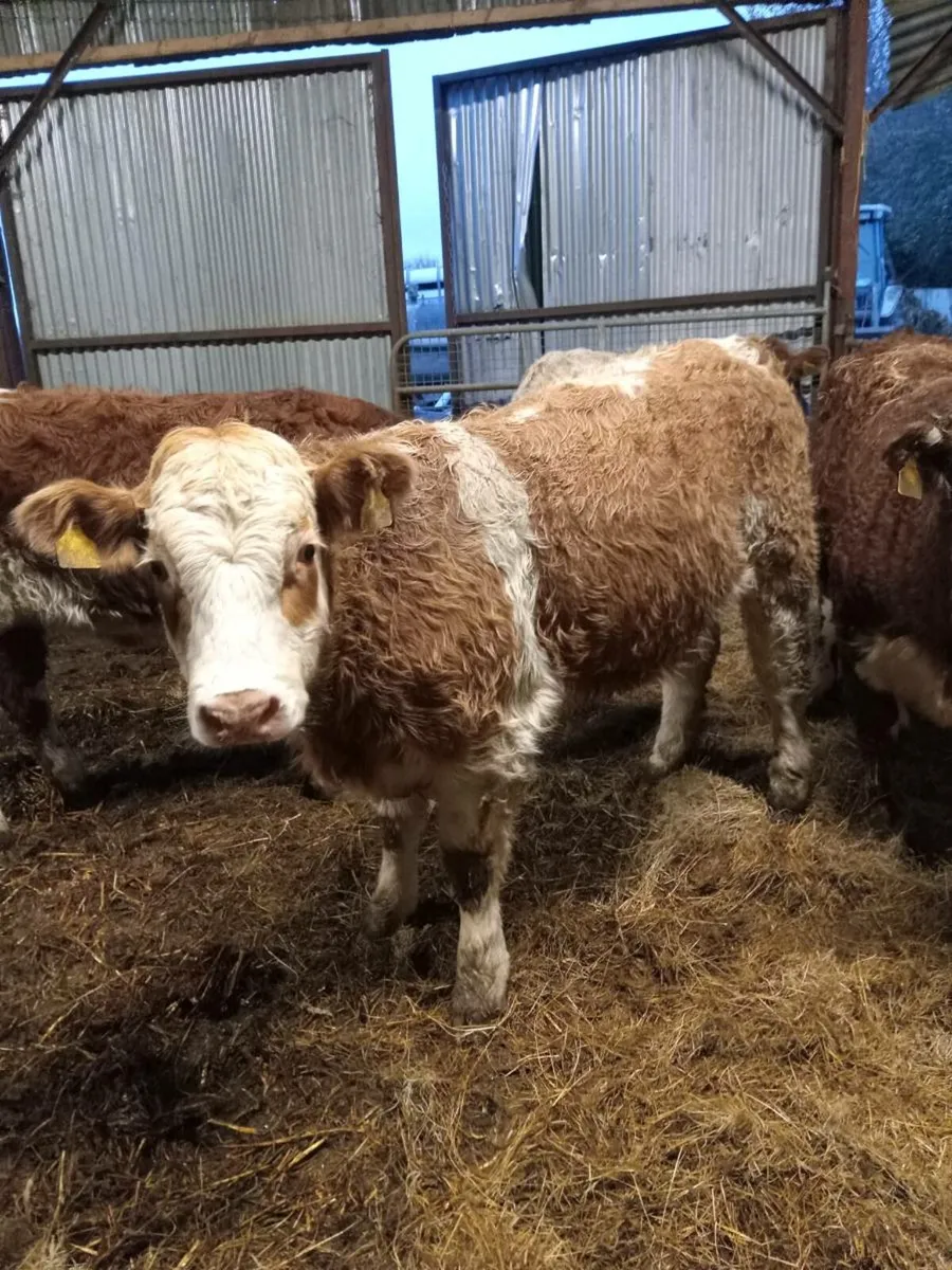 4 super simmental -roan heifers (COW MAKERS) - Image 2