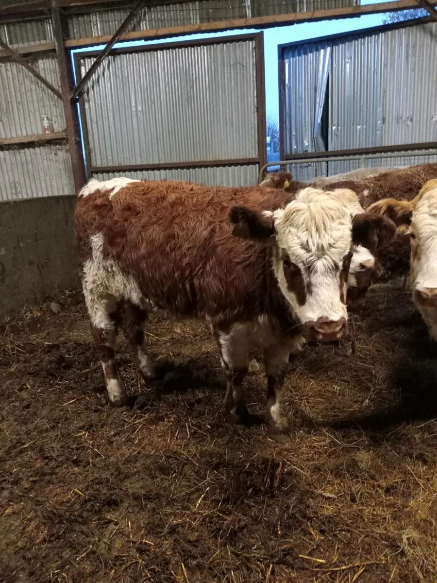 4 super simmental -roan heifers (COW MAKERS) - Image 3