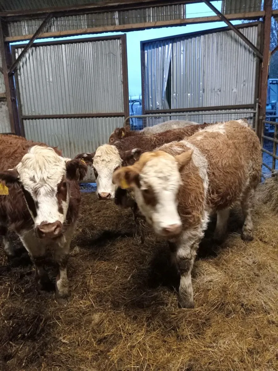 4 super simmental -roan heifers (COW MAKERS) - Image 4