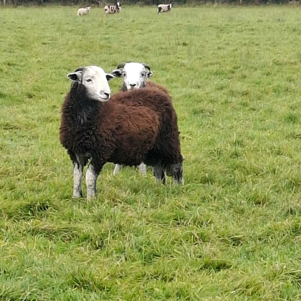Herdwick ram lambs - Image 1