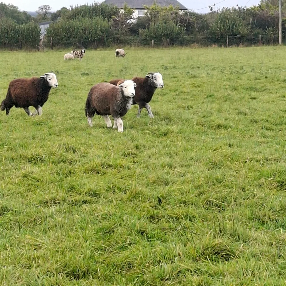 Herdwick ram lambs - Image 2