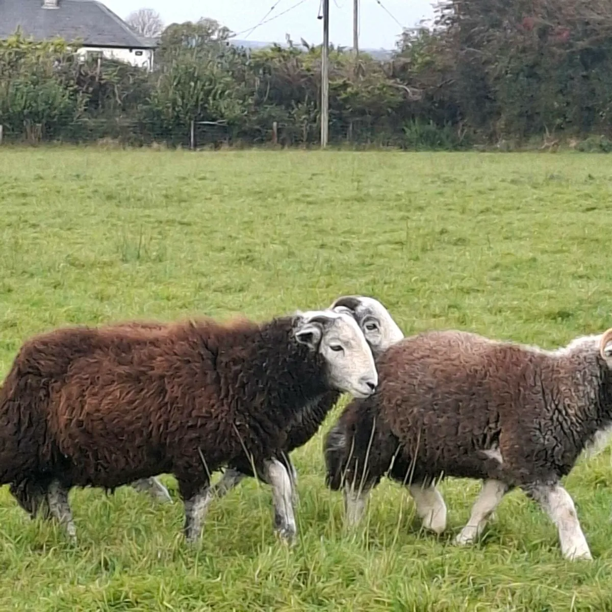 Herdwick ram lambs - Image 3
