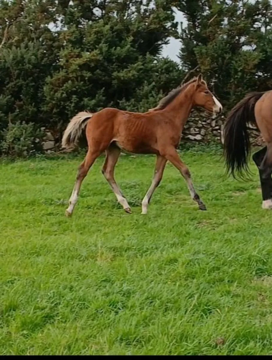 Colt foals by Buttons Sitte and Call Me Number One - Image 2