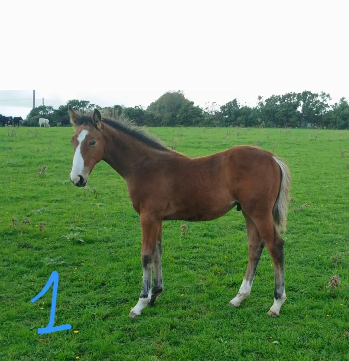 Colt foals by Buttons Sitte and Call Me Number One - Image 3