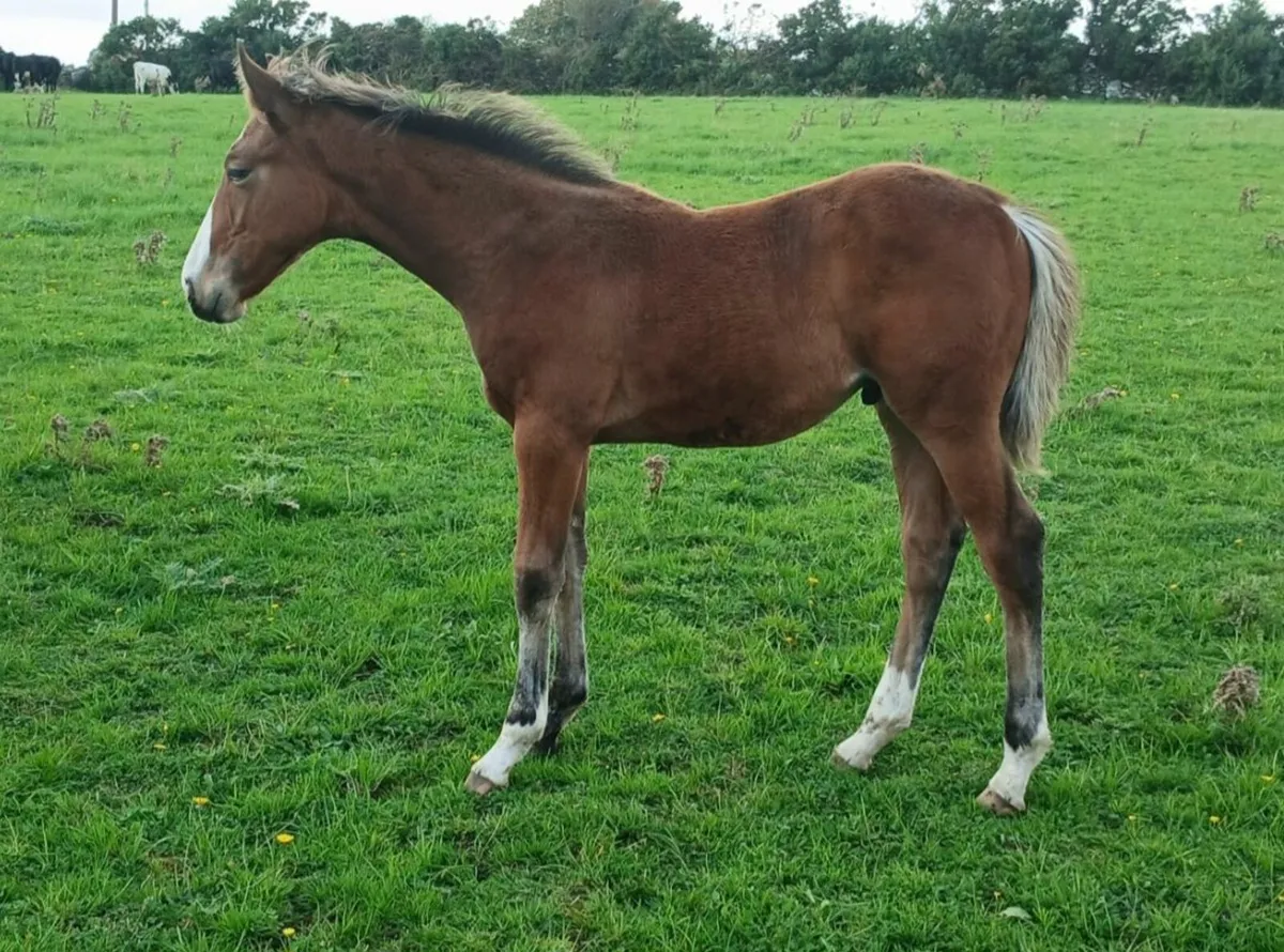 Colt foals by Buttons Sitte and Call Me Number One - Image 4