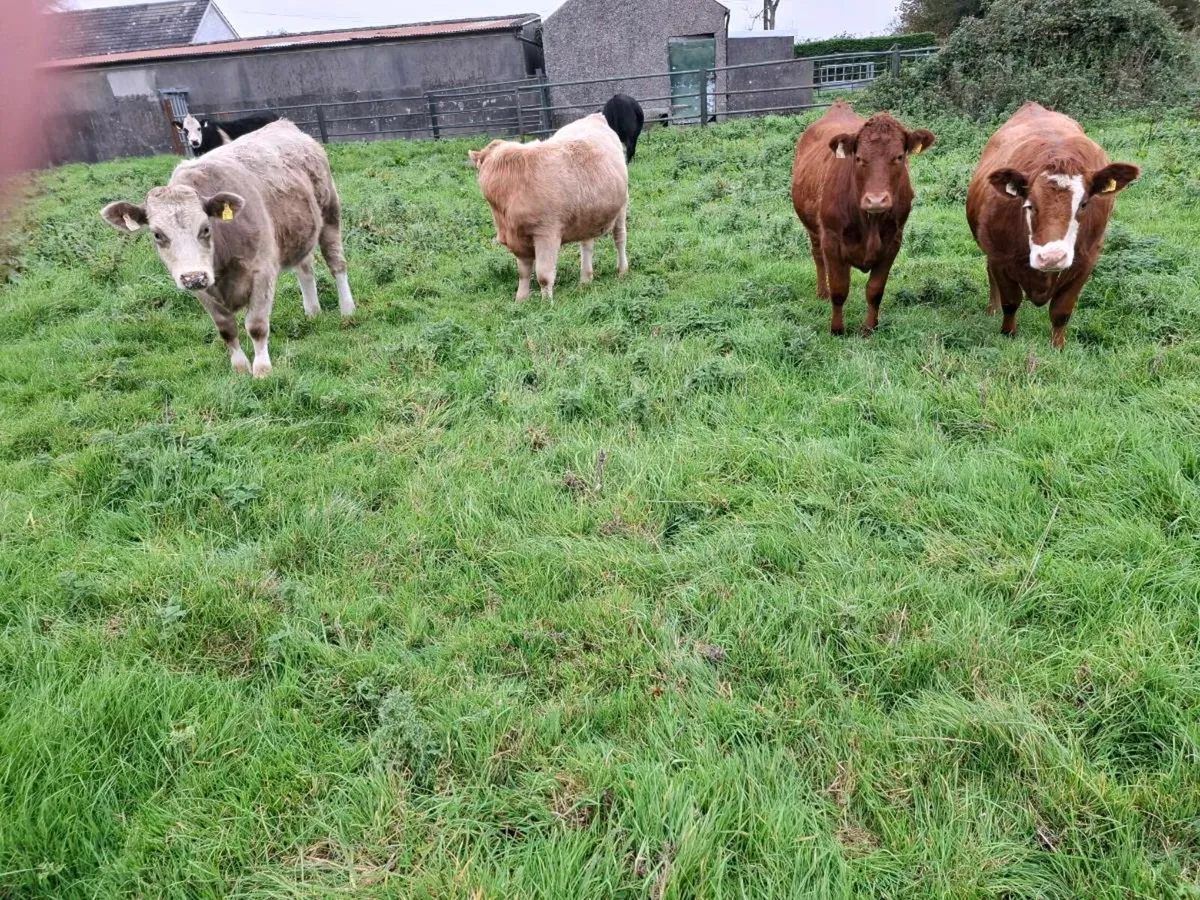 Organic Heifers - Image 1