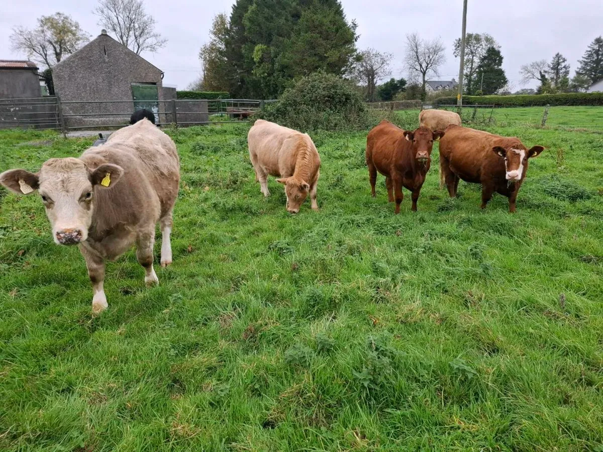 Organic Heifers - Image 2