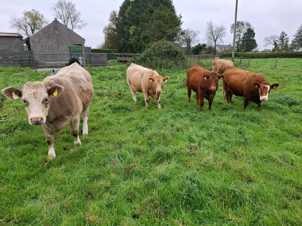 Organic Heifers - Image 3