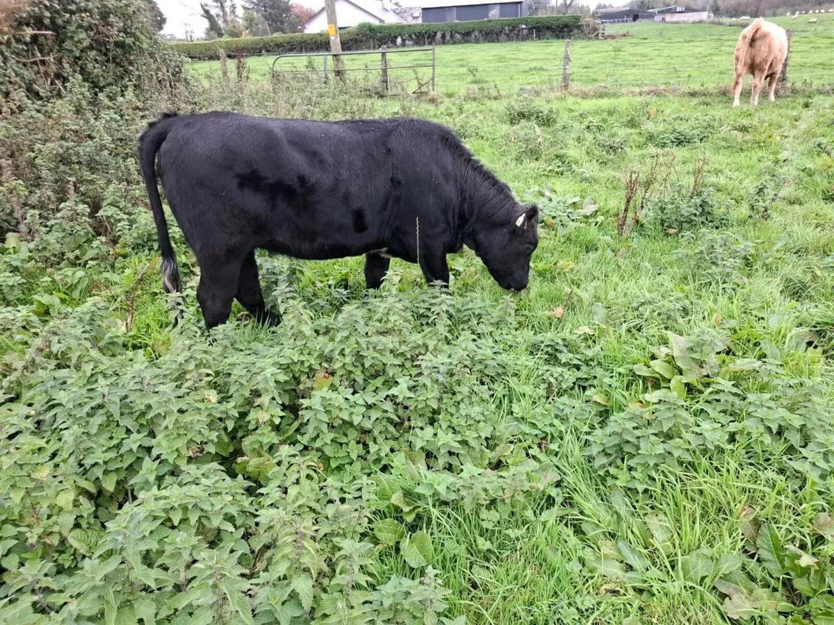 Organic Heifers - Image 4