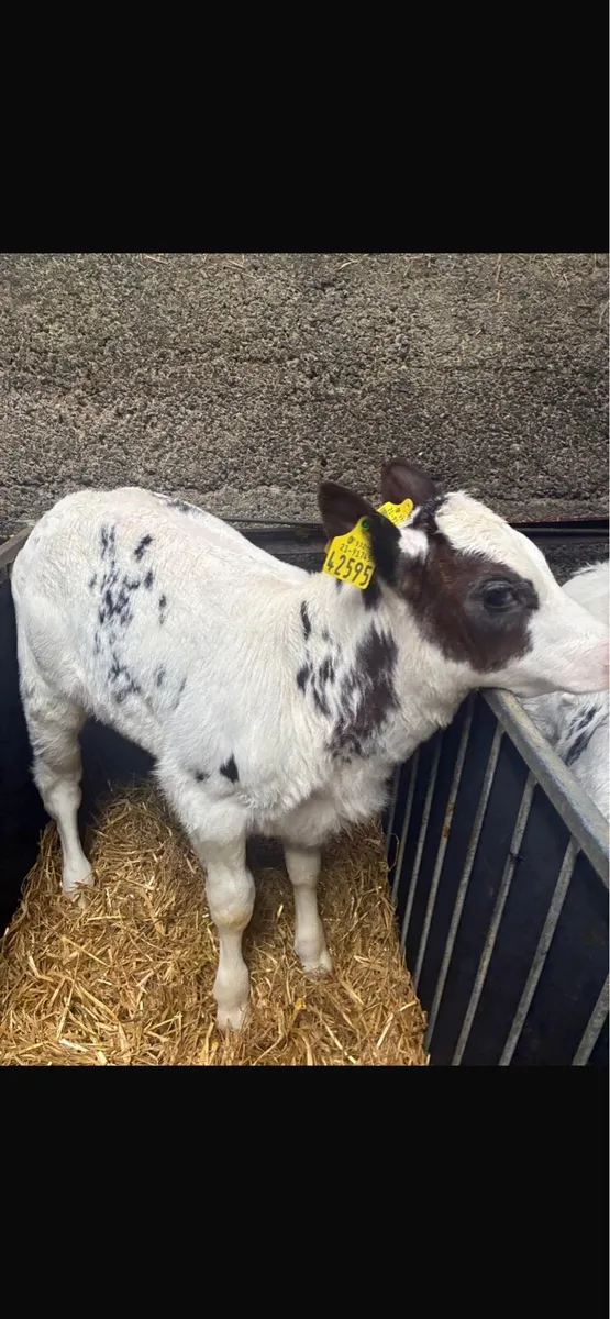Super Belgian Blue Calves - Image 1