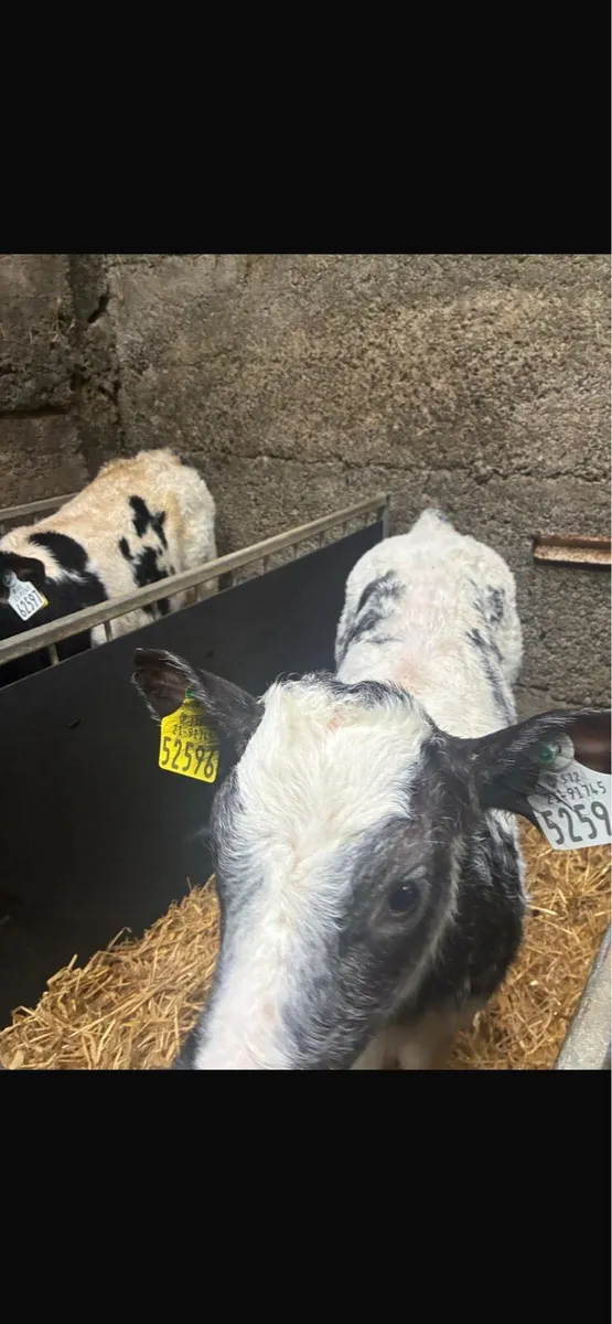 Super Belgian Blue Calves - Image 2
