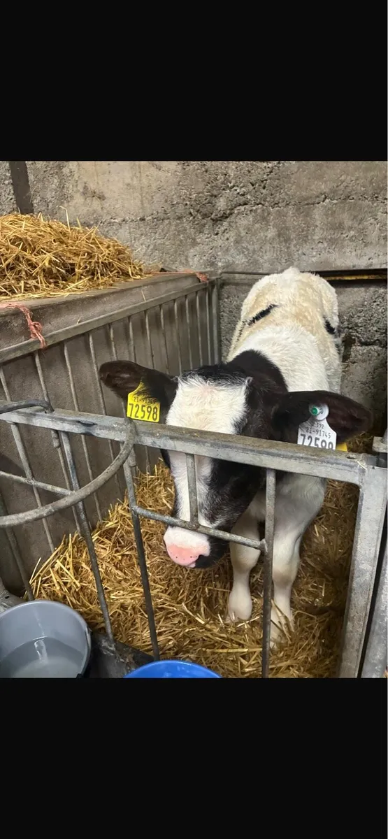 Super Belgian Blue Calves - Image 3