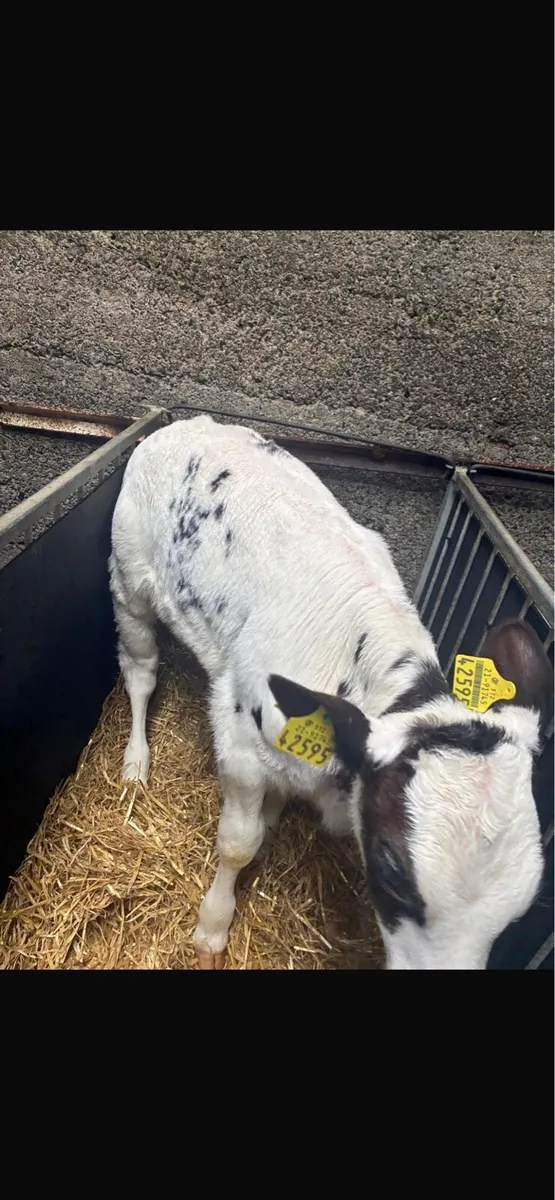 Super Belgian Blue Calves - Image 4