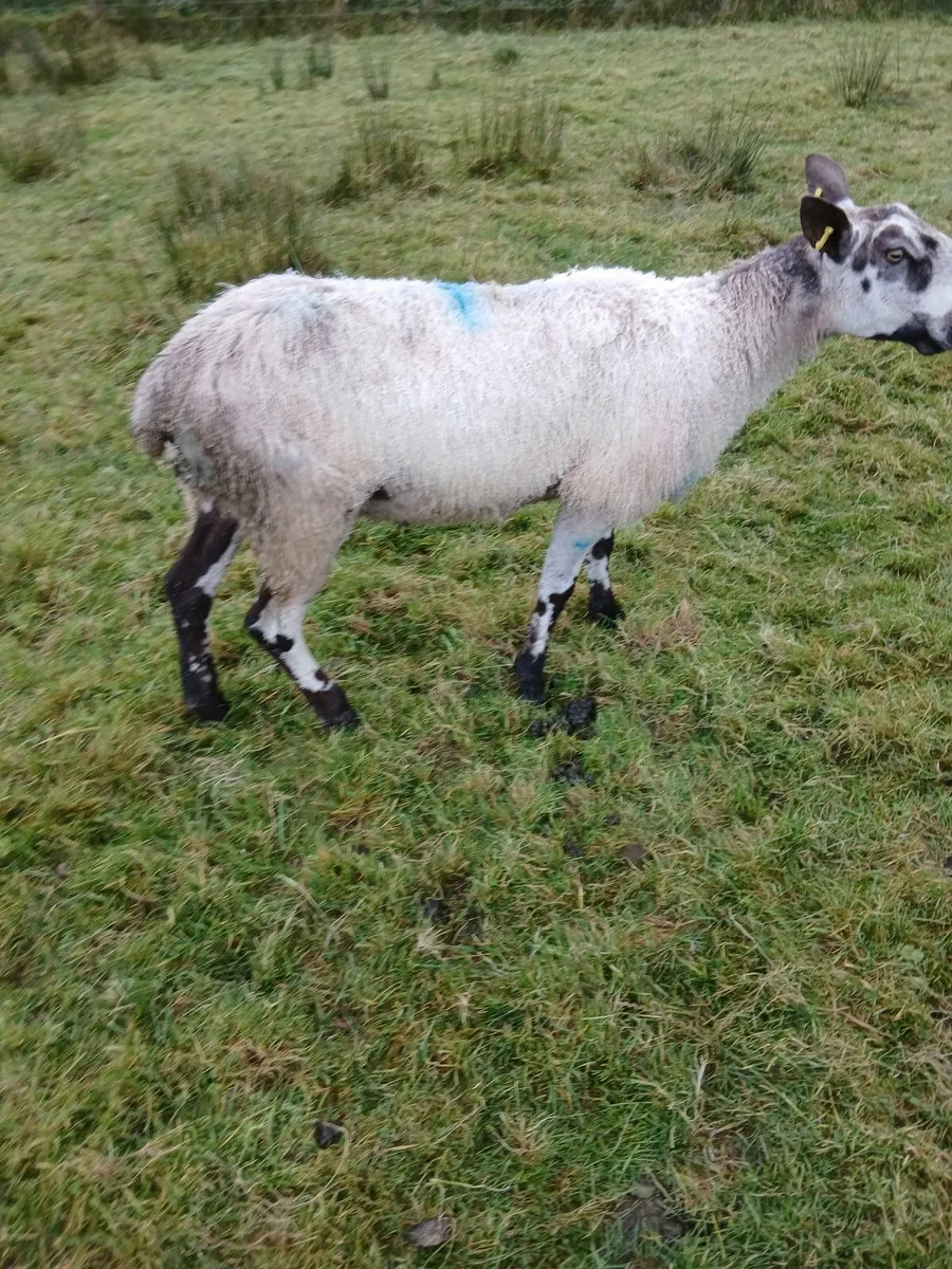 Blue Leicester hogget ram - Image 2