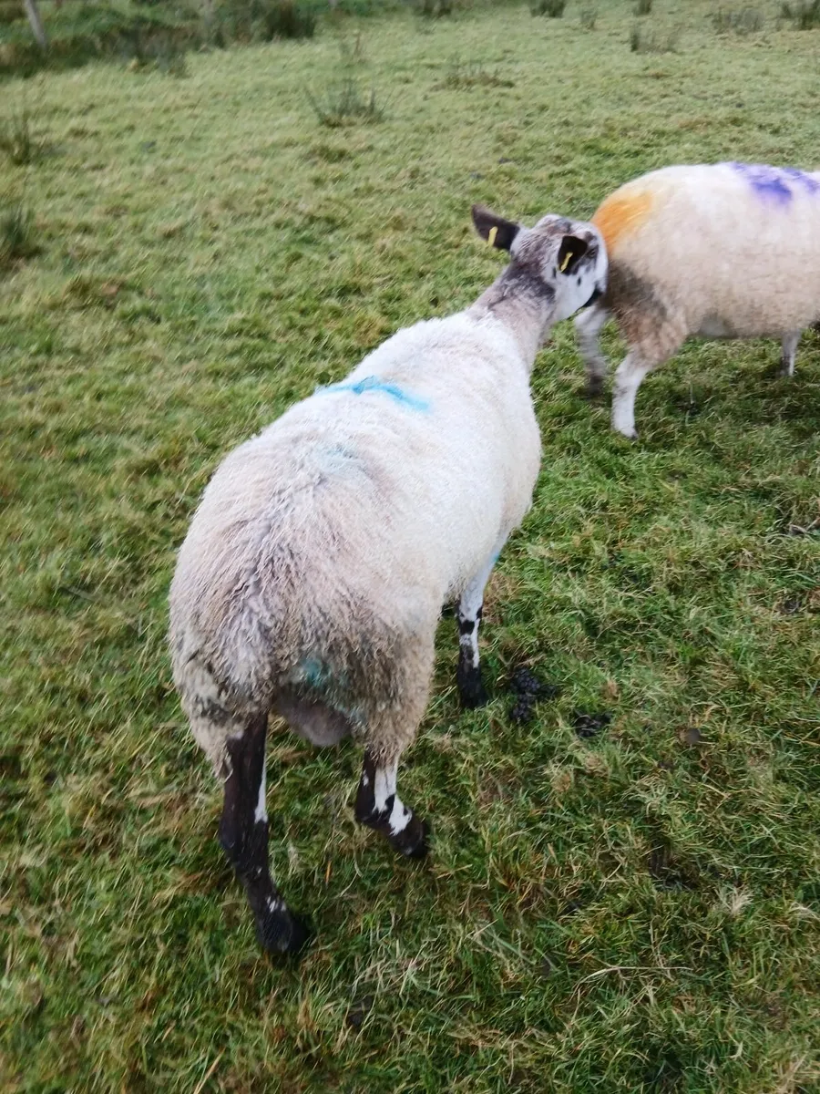 Blue Leicester hogget ram - Image 3