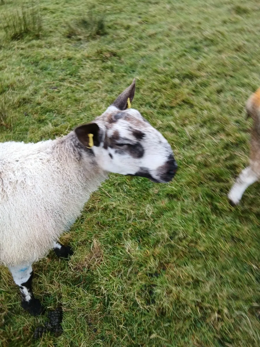 Blue Leicester hogget ram - Image 4