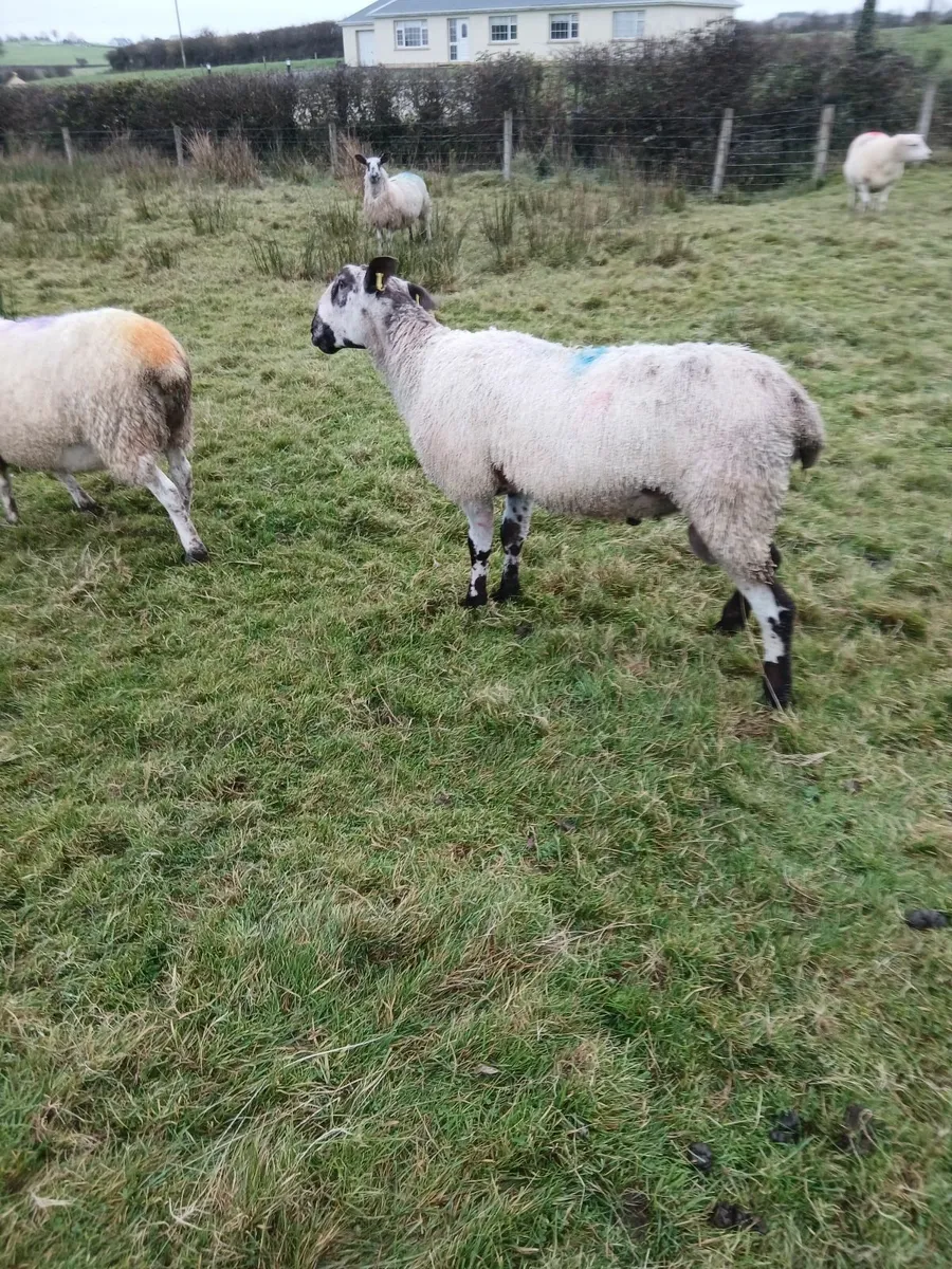 Blue Leicester hogget ram - Image 1