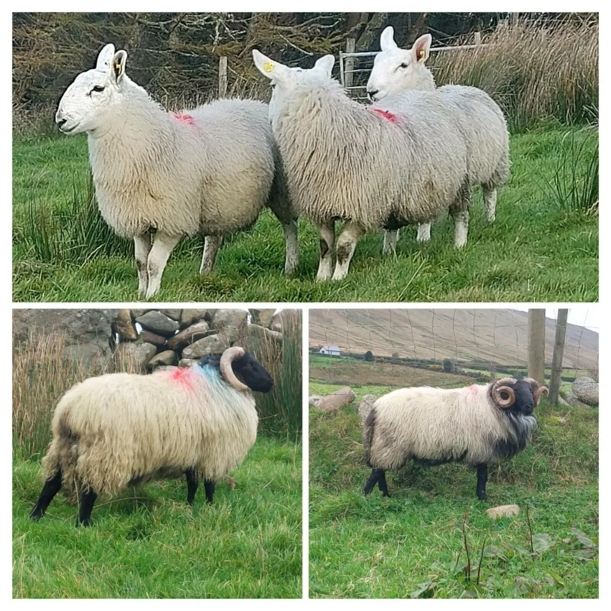 MULTI-BRRED MAYO BLACKFACE+CHEVIOT - Image 3