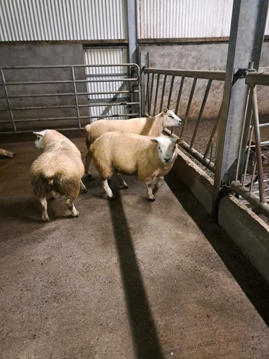 SIS approved Texel rams lambs - Image 2