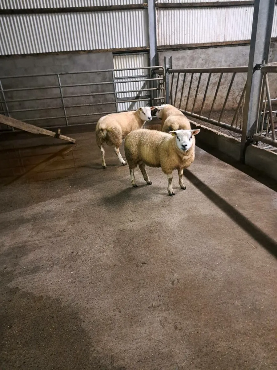 SIS approved Texel rams lambs - Image 3