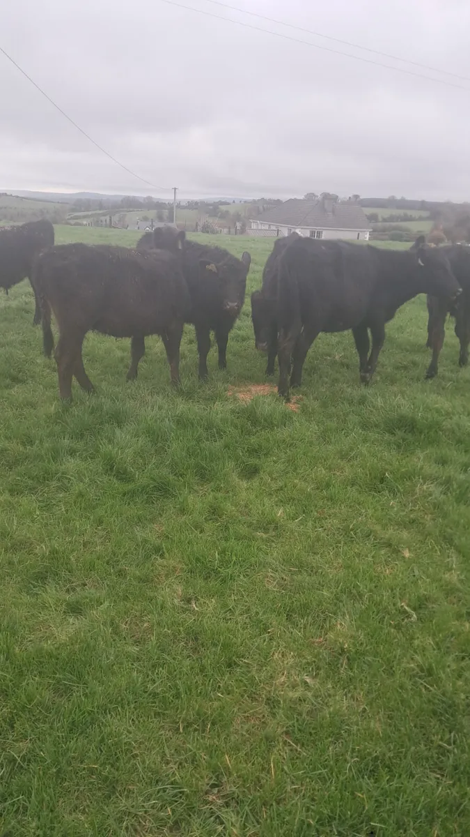 Angus weanlings - Image 4